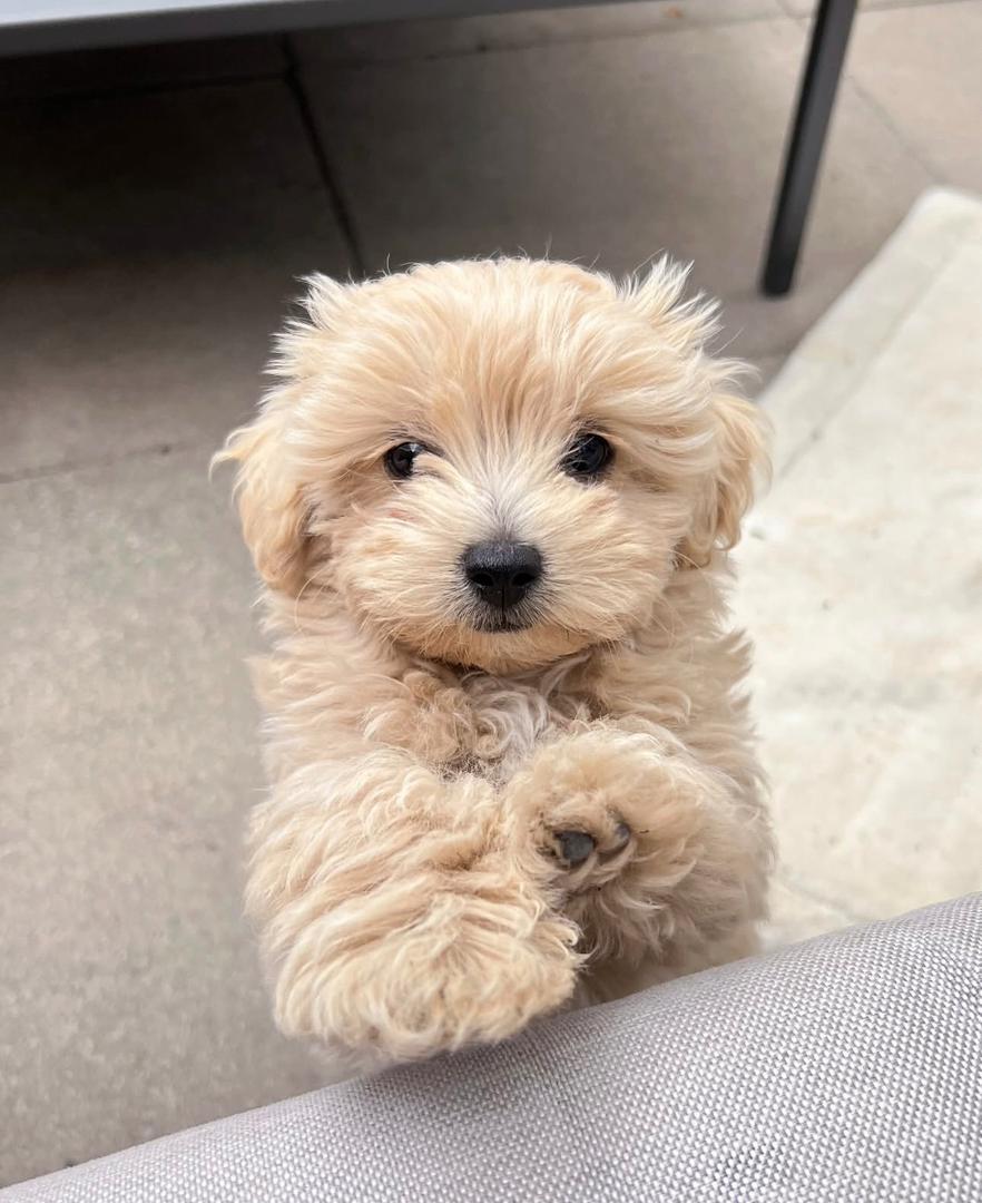 Carol - Maltipoo Maltipoo puppy from CuddleMaltis