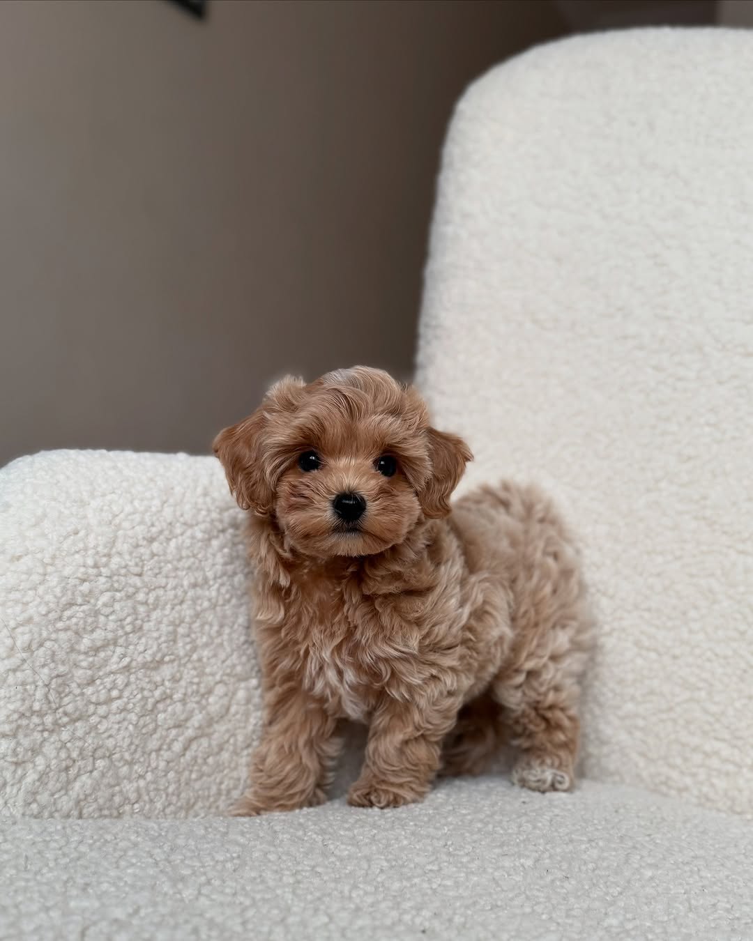 Maltipoo puppy ready for a loving home
