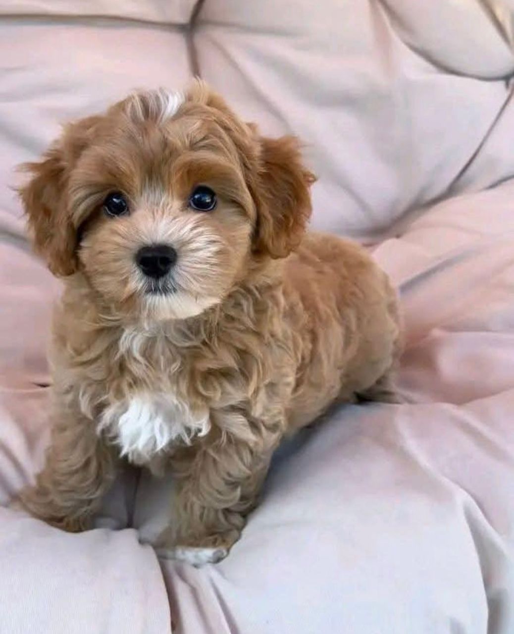 Healthy Maltipoo puppy from CuddleMaltis