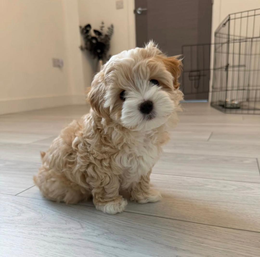 King - Maltipoo Maltipoo puppy from CuddleMaltis