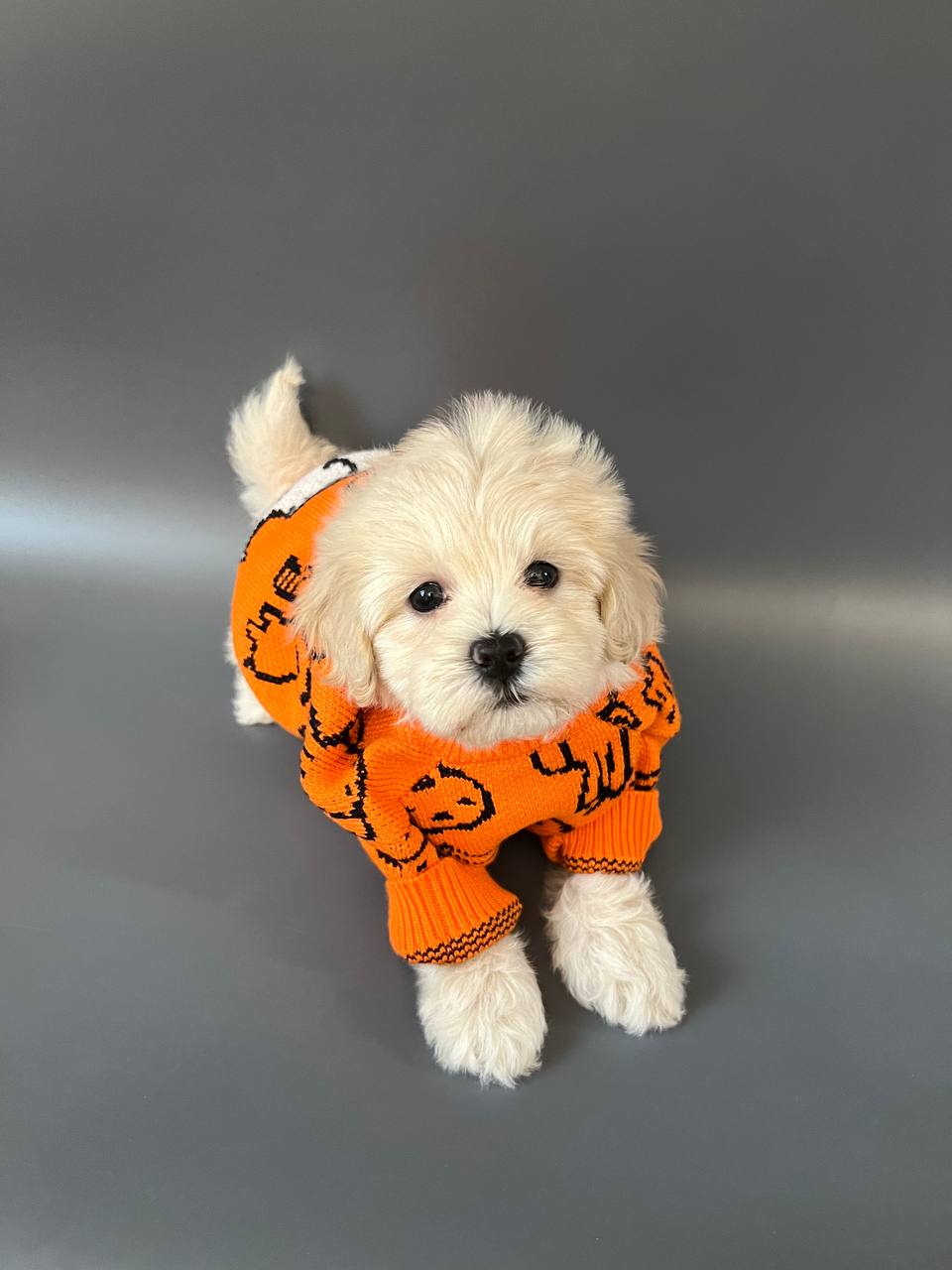 Happy Maltipoo puppy