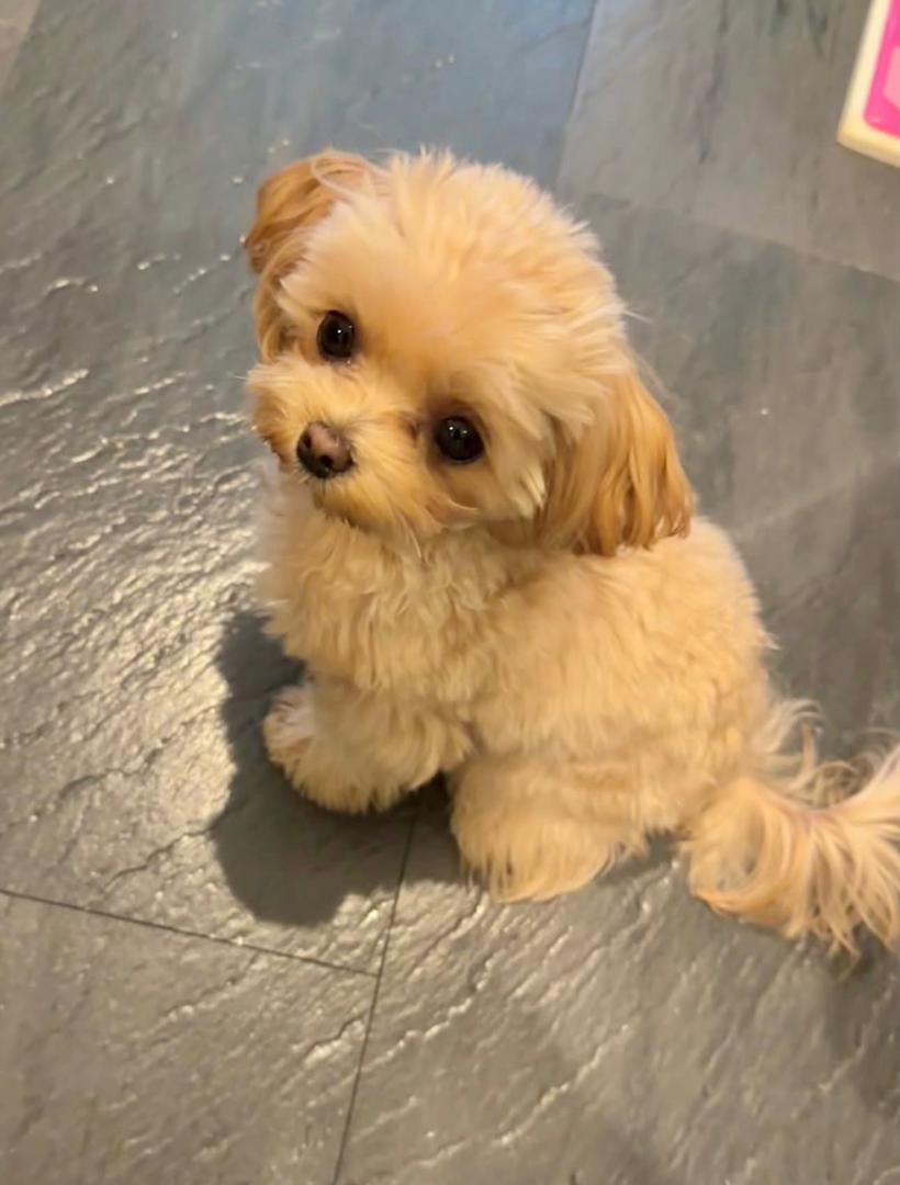 Mek - Maltipoo Maltipoo puppy from CuddleMaltis